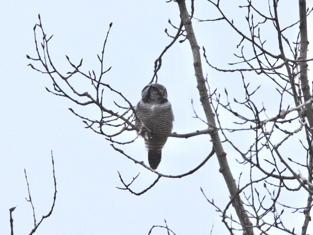 Northern Hawk Owl - ML626484370