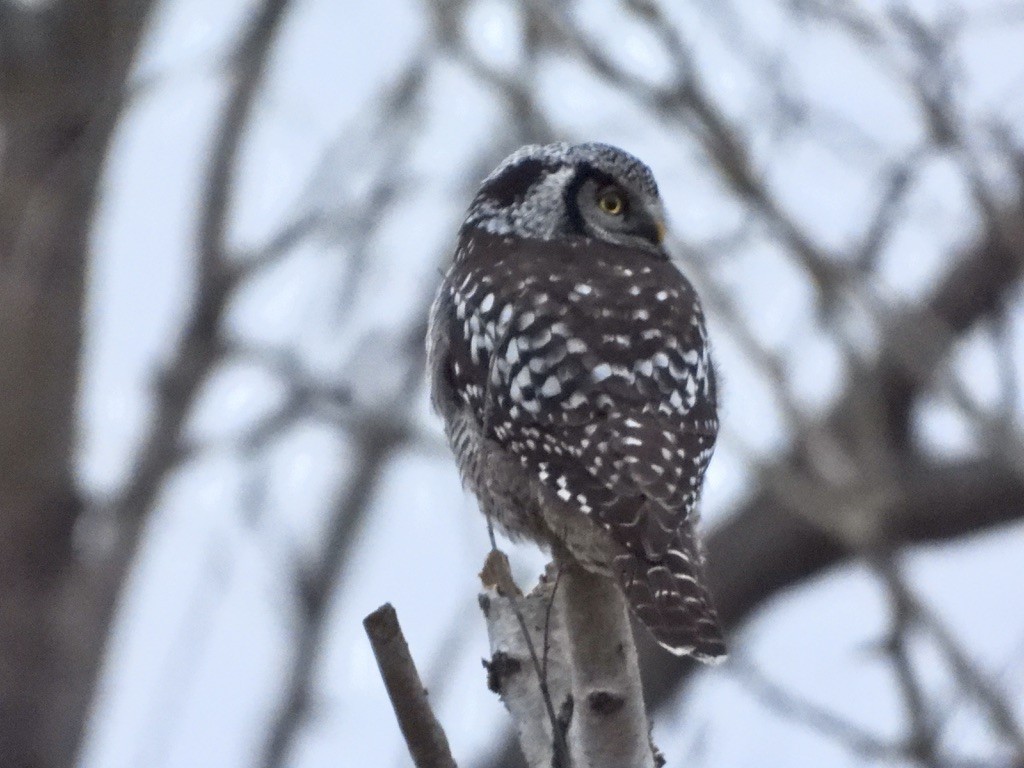 Northern Hawk Owl - ML626484371