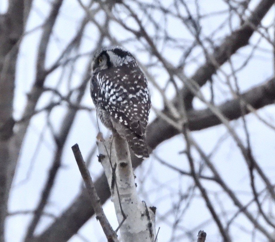 Northern Hawk Owl - ML626484374