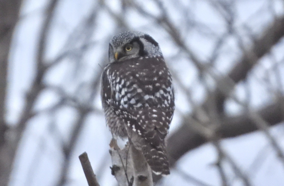 Northern Hawk Owl - ML626484375