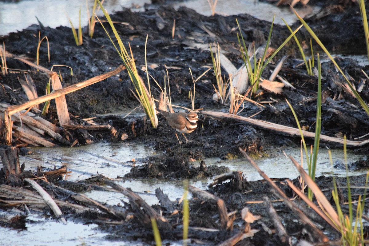 Killdeer - ML626484377