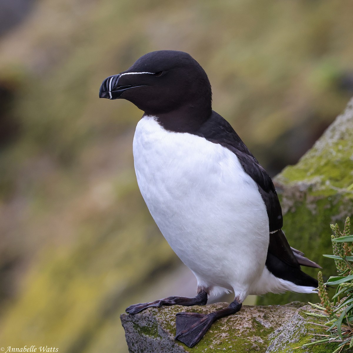 Razorbill - ML626484434