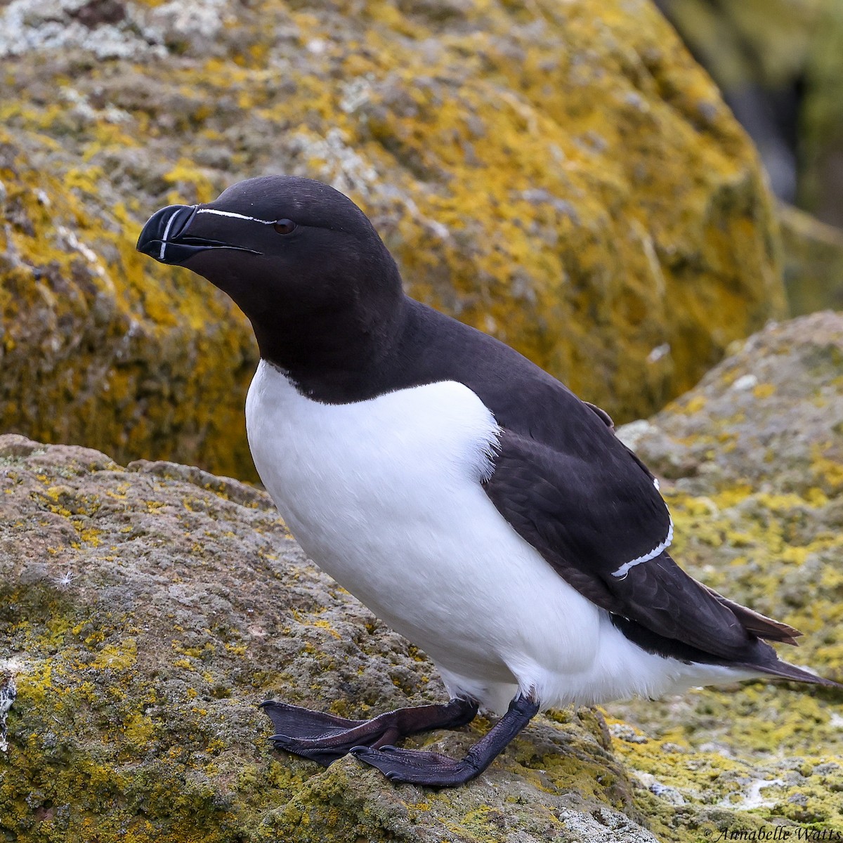 Razorbill - ML626484440