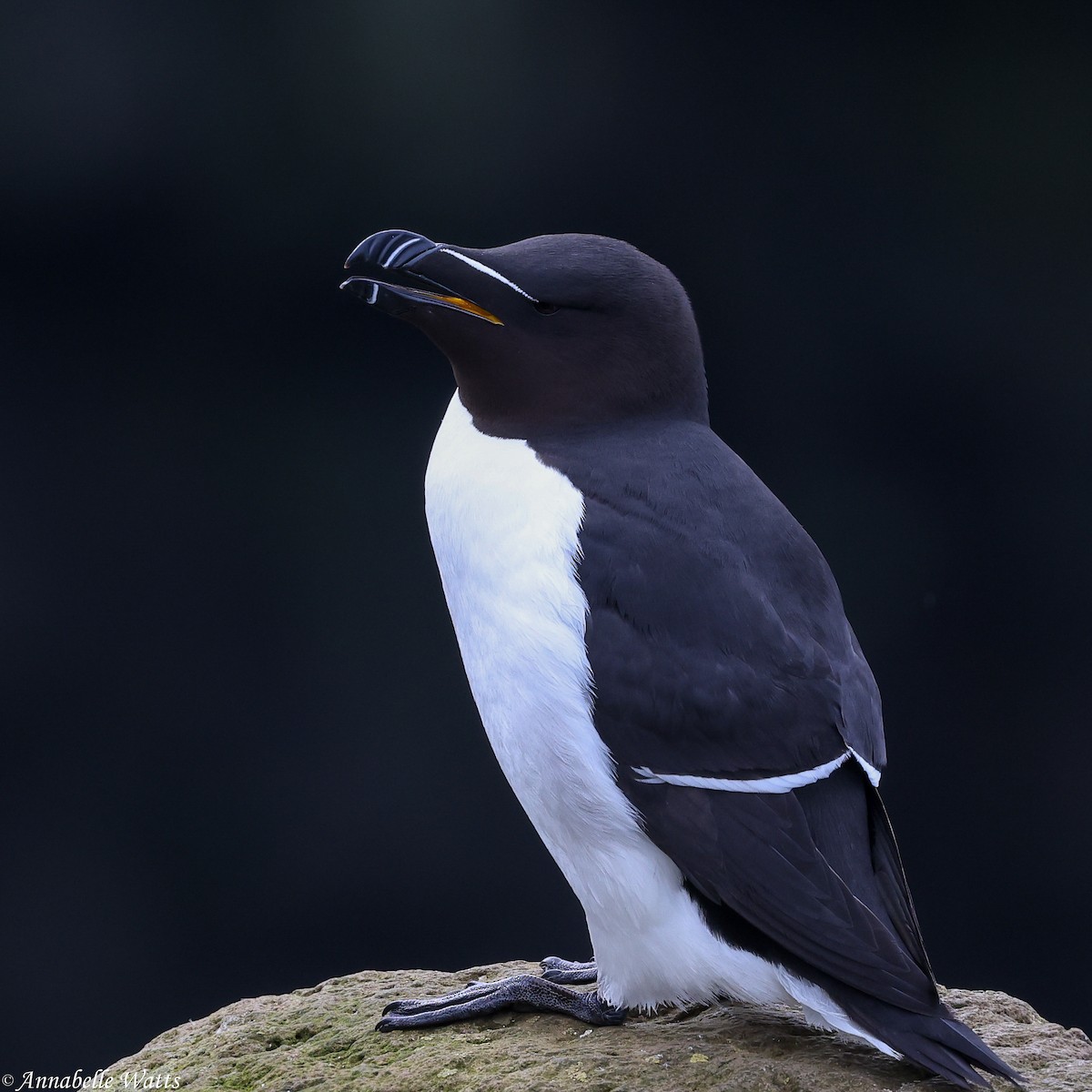 Razorbill - ML626484442