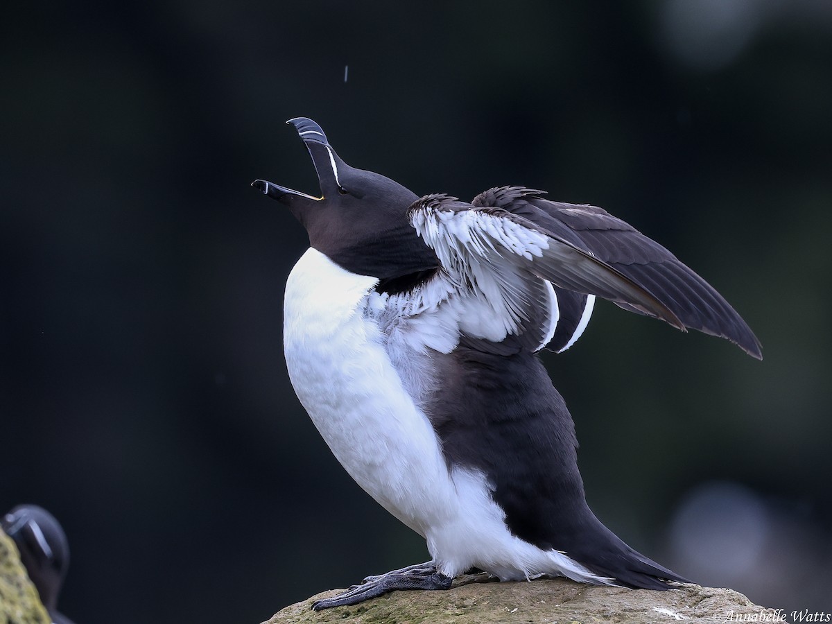 Razorbill - ML626484446