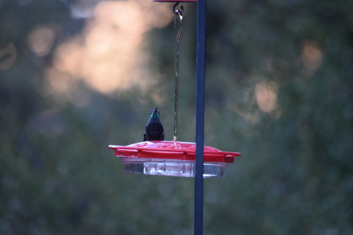 Rivoli's Hummingbird - ML626484974