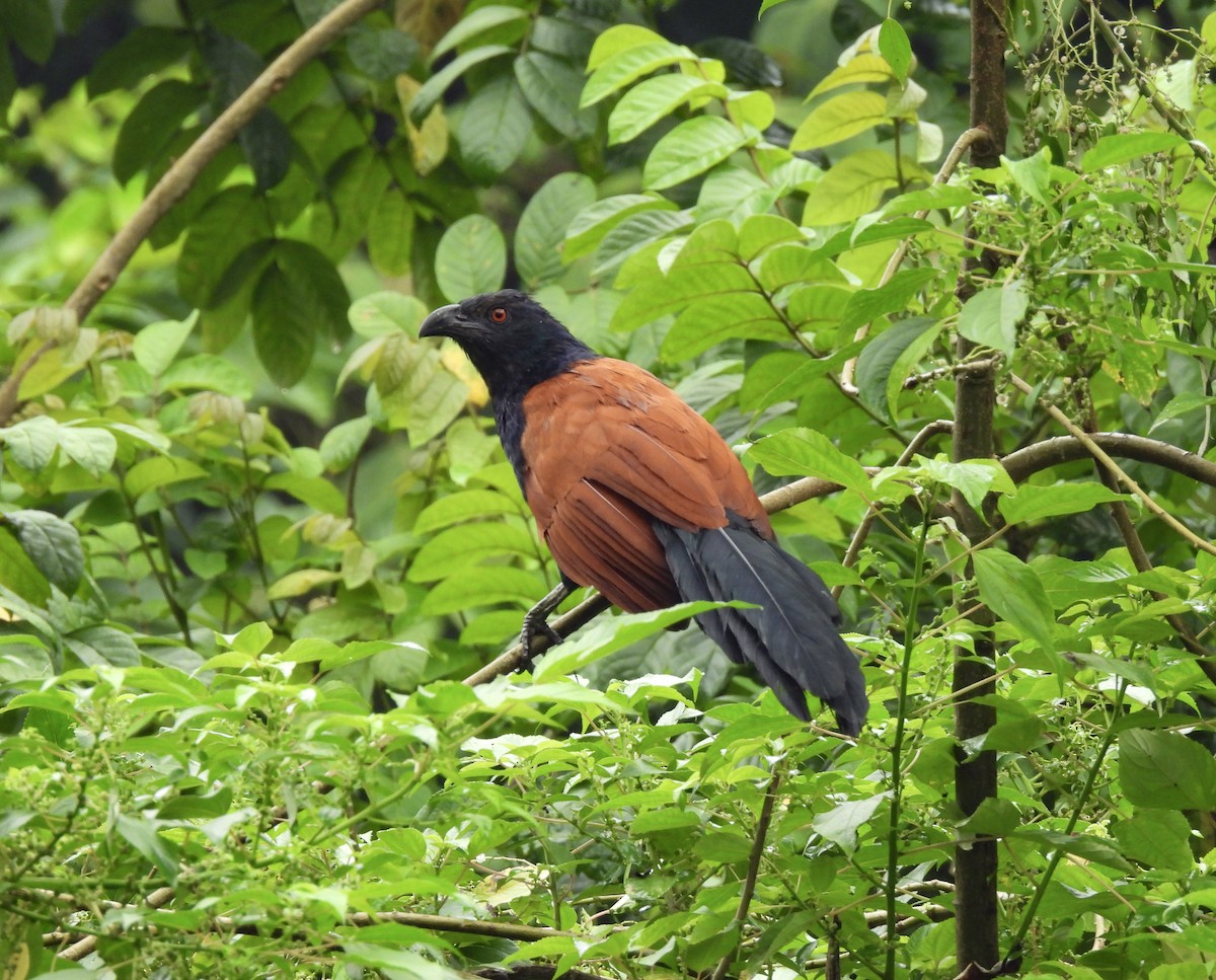 Greater Coucal - ML626484976