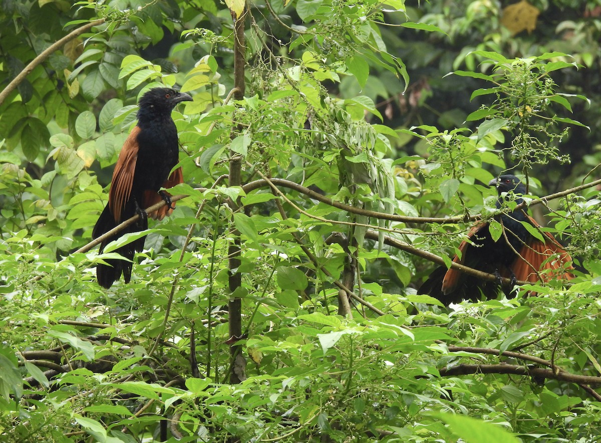 Greater Coucal - ML626484977