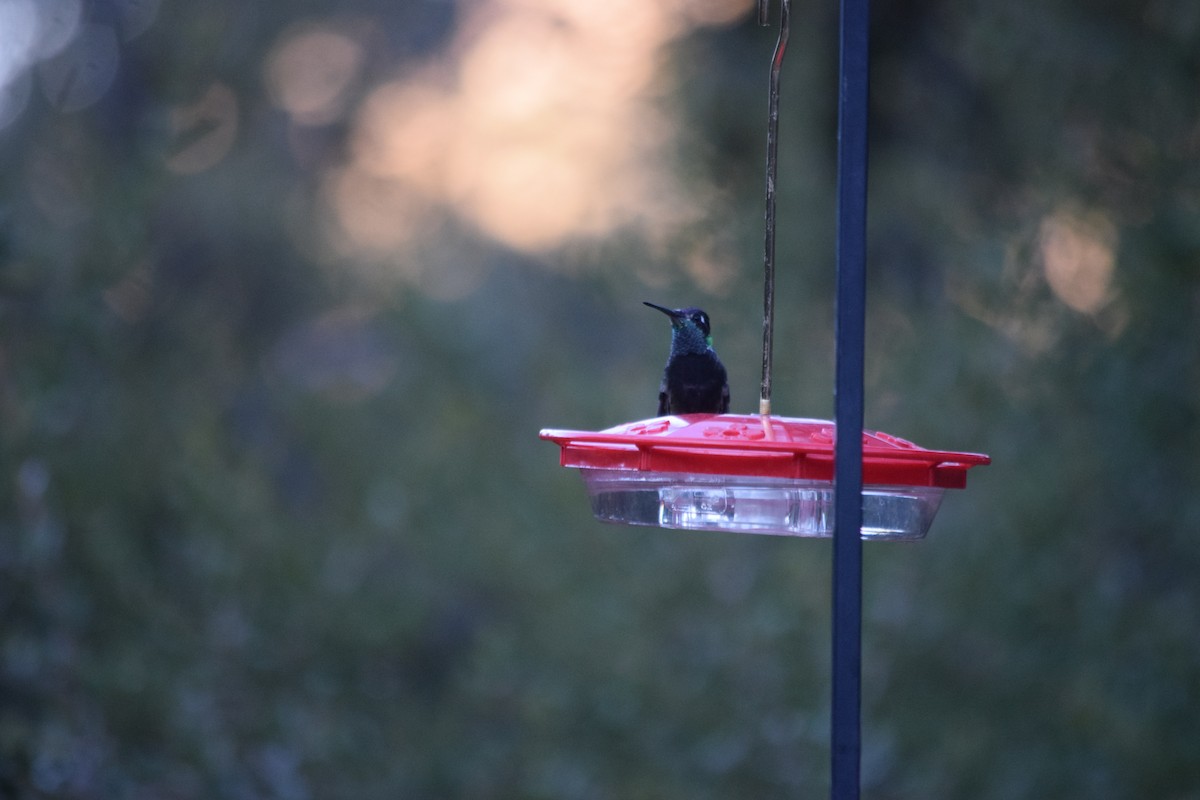 Rivoli's Hummingbird - ML626484990