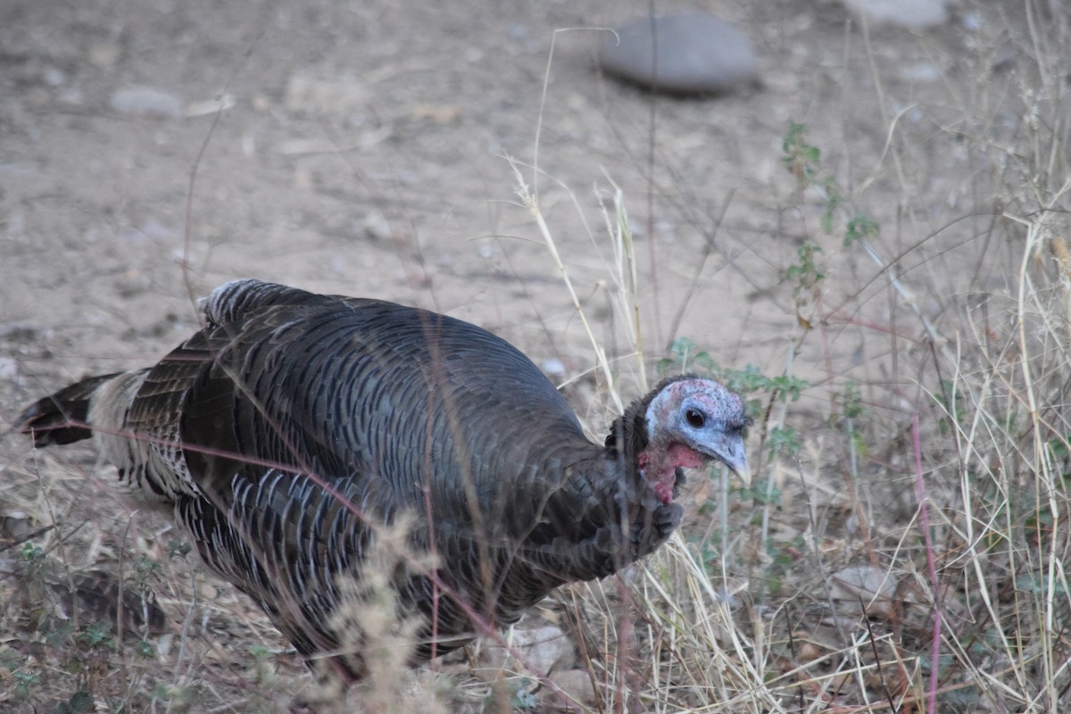 Wild Turkey - ML626485099