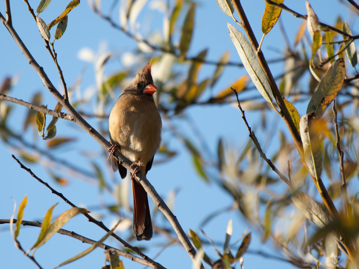 Cardinal rouge - ML626485103
