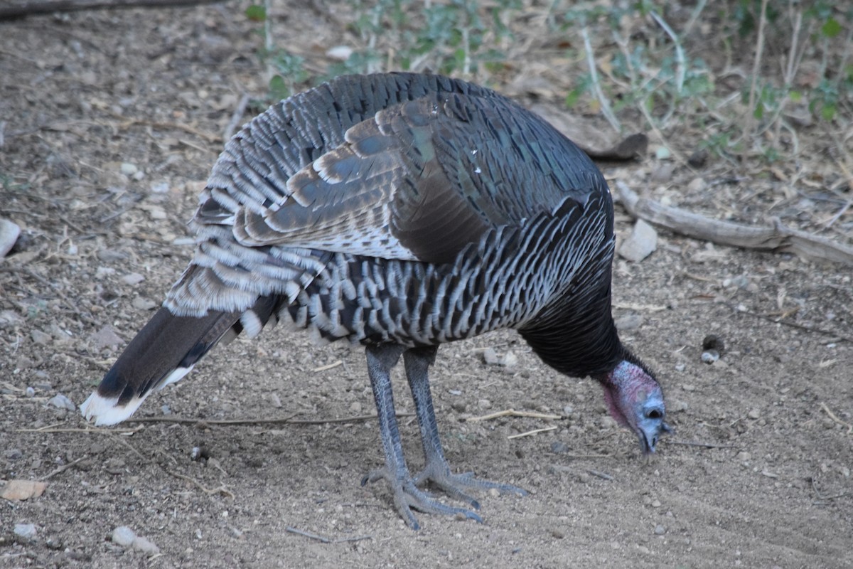 Wild Turkey - ML626485114