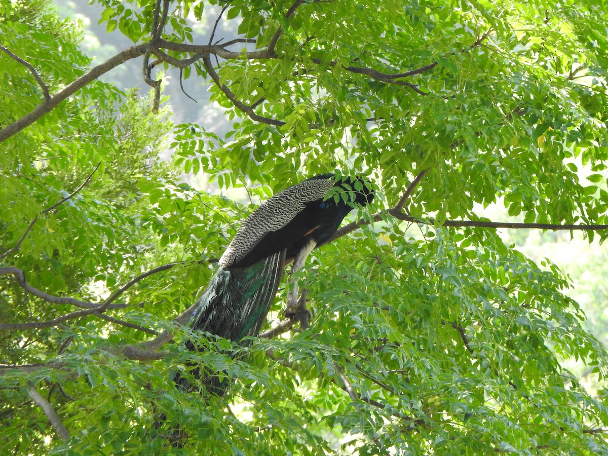 Indian Peafowl - ML626485205