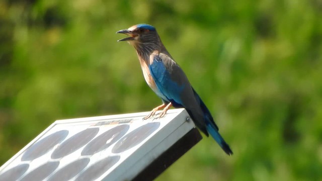 Indian Roller - ML626485221