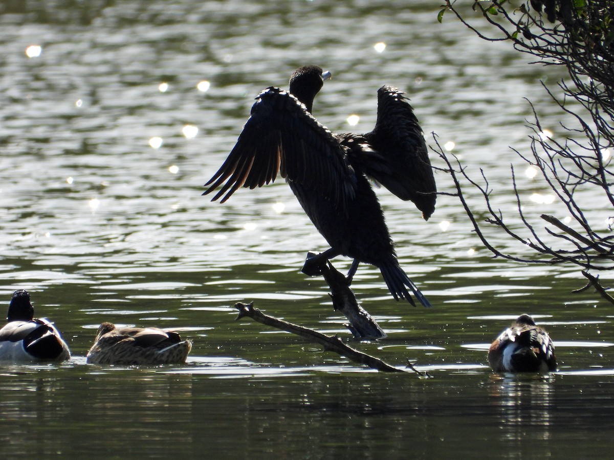 Double-crested Cormorant - ML626485332