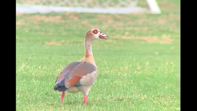 Egyptian Goose - ML626485337