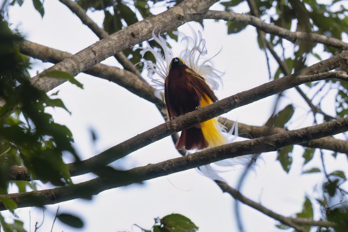Lesser Bird-of-Paradise - ML626485383