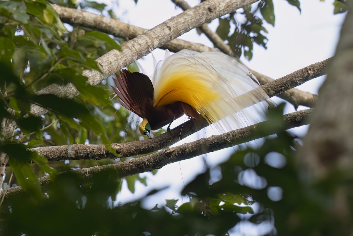 Lesser Bird-of-Paradise - ML626485384
