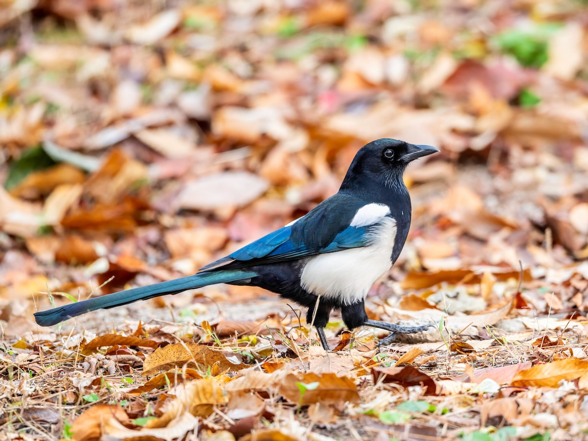 Oriental Magpie - ML626485518