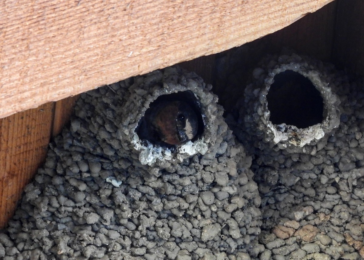 Cliff Swallow - ML626485548