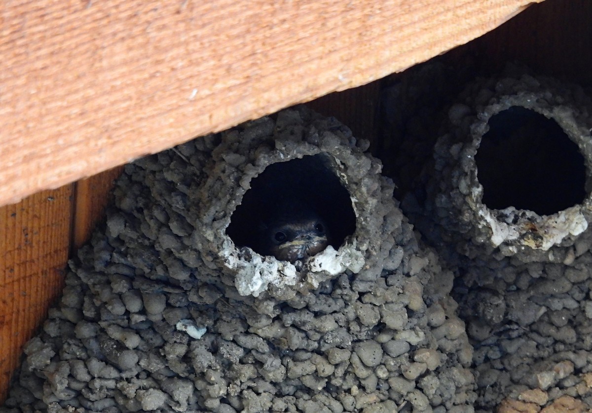 Cliff Swallow - ML626485549