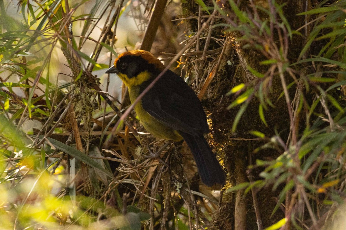 Bolivian Brushfinch - ML626485608