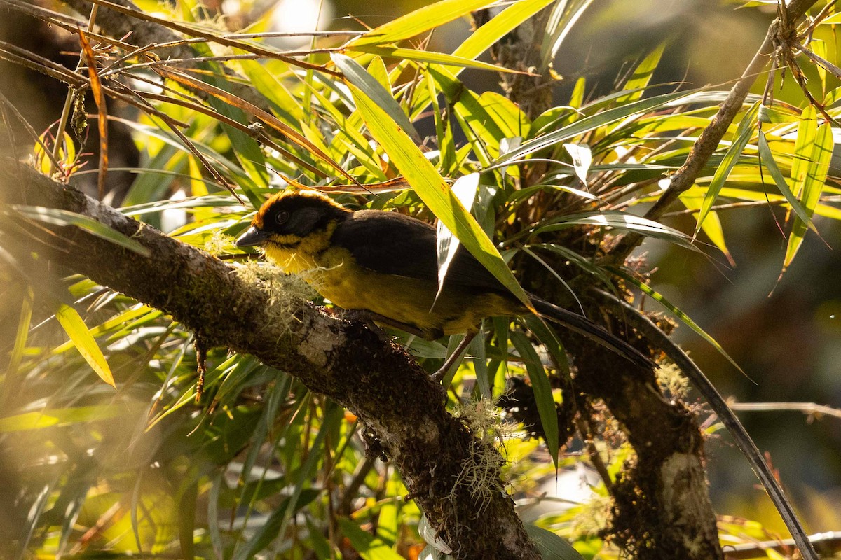 Bolivian Brushfinch - ML626485609