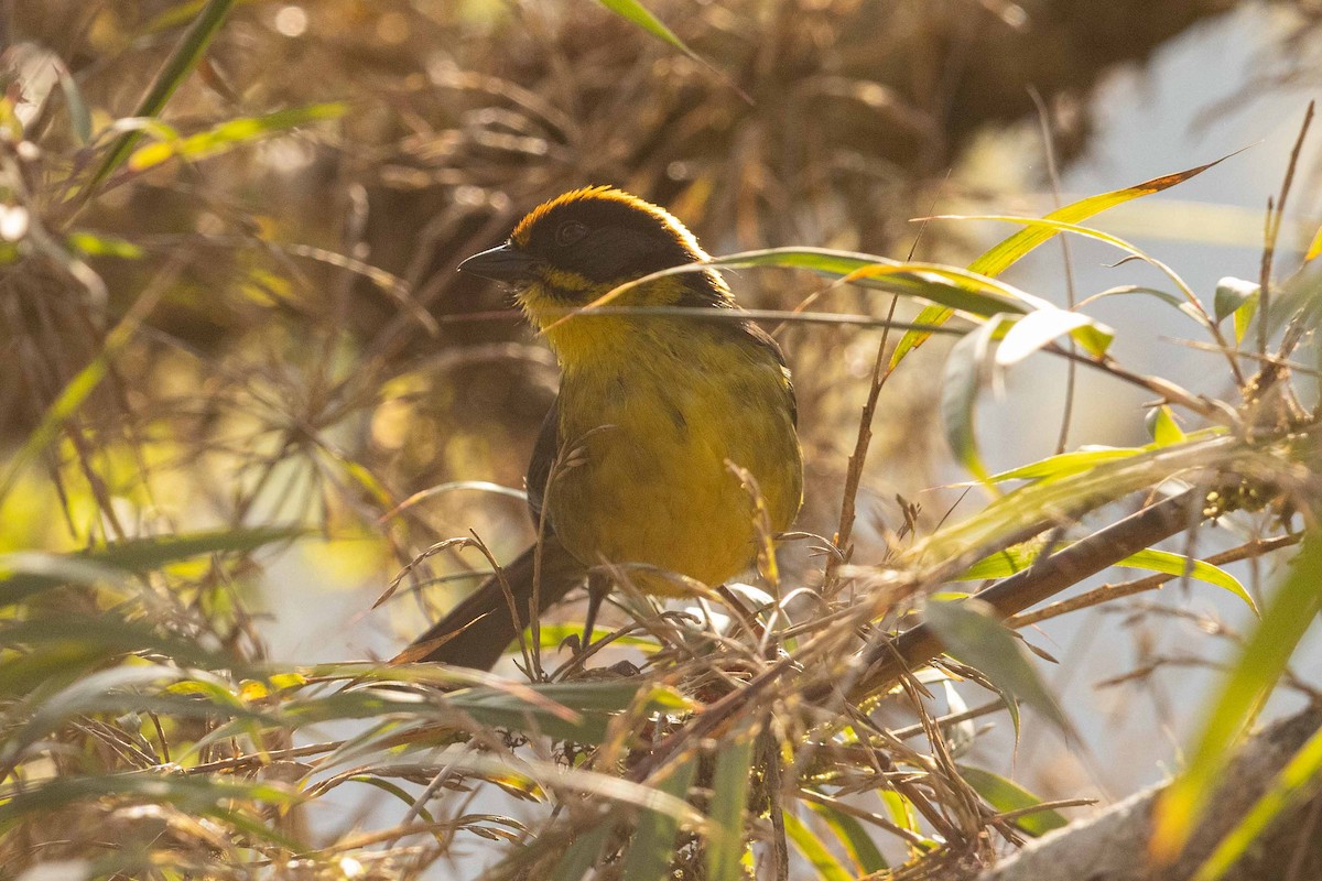 Bolivian Brushfinch - ML626485610