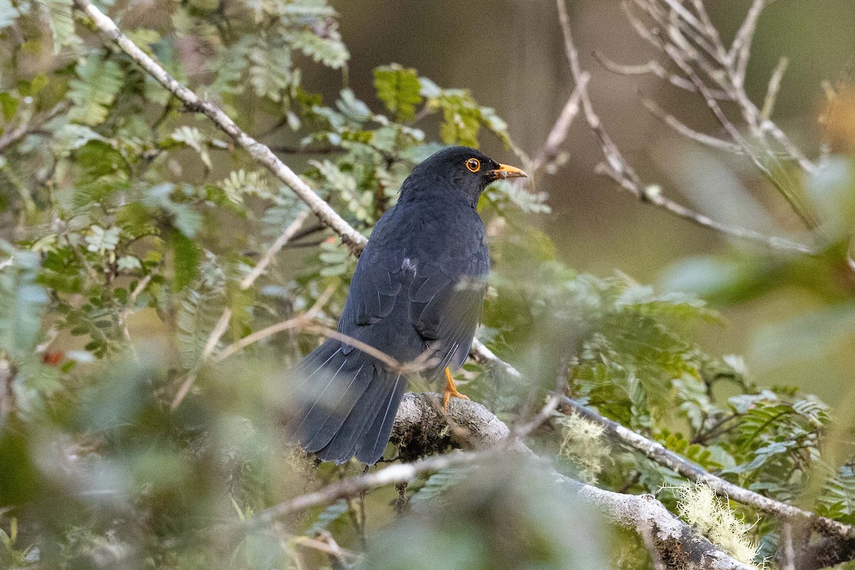 Glossy-black Thrush - ML626485774