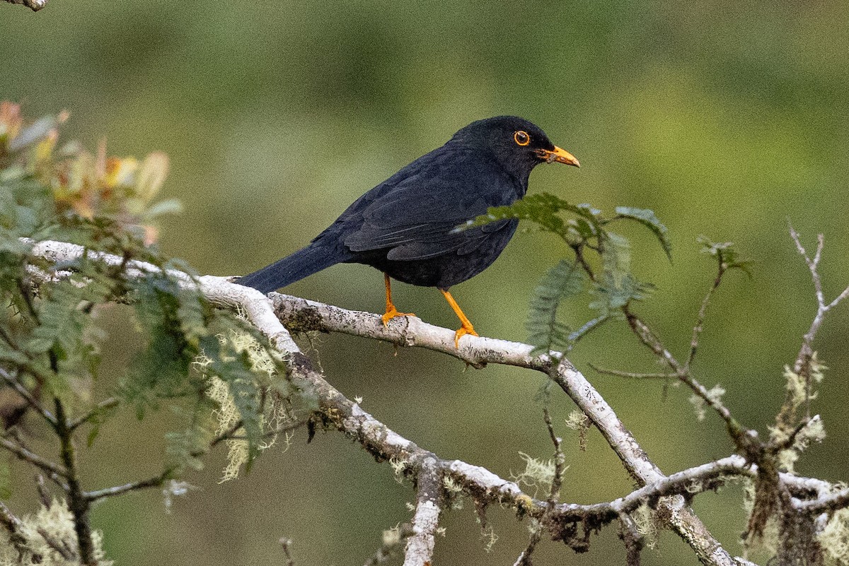 Glossy-black Thrush - ML626485775