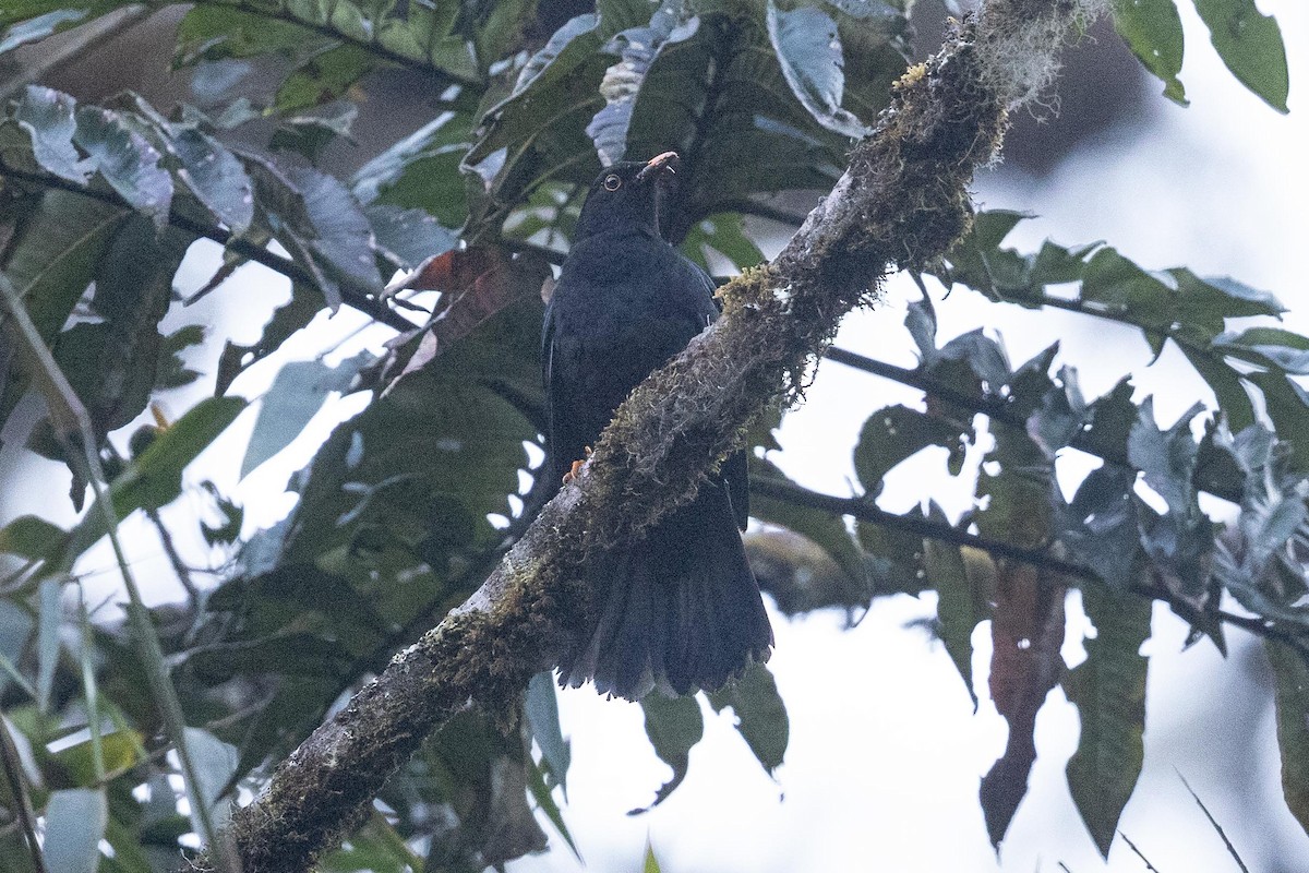 Glossy-black Thrush - ML626485776