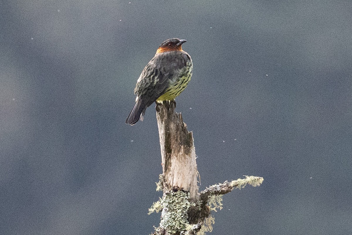 Chestnut-crested Cotinga - ML626485861