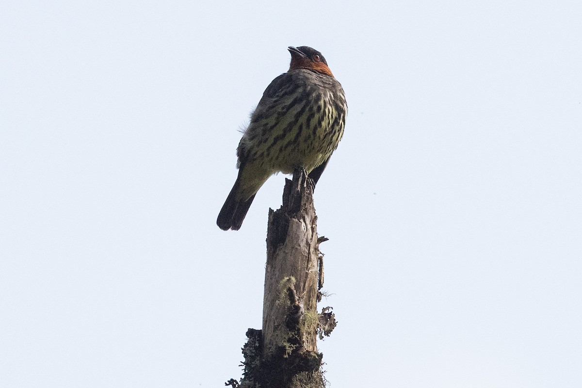 Chestnut-crested Cotinga - ML626485862