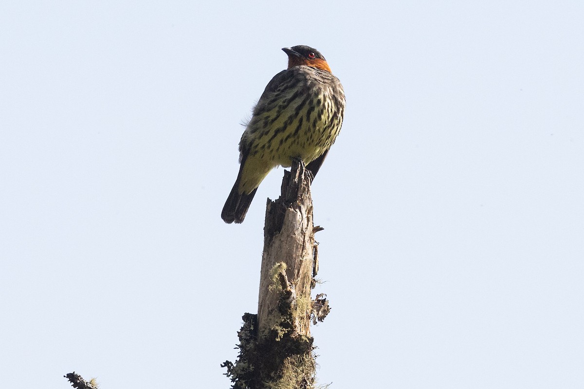 Chestnut-crested Cotinga - ML626485863