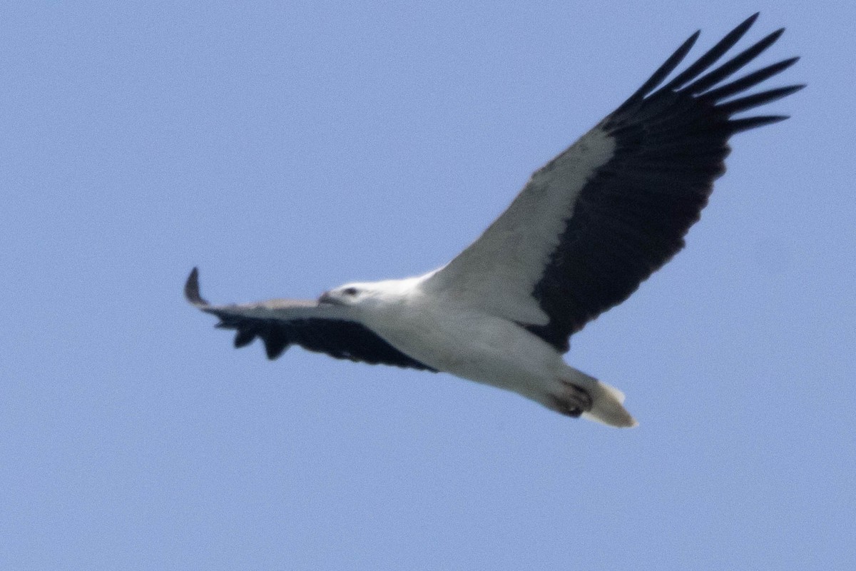 White-bellied Sea-Eagle - ML626485873