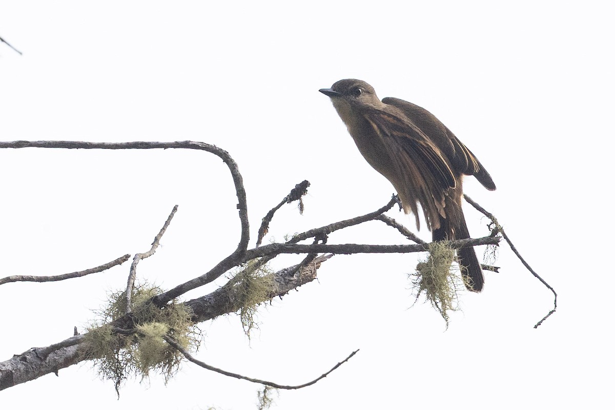 Rufous-bellied Bush-Tyrant - ML626485974