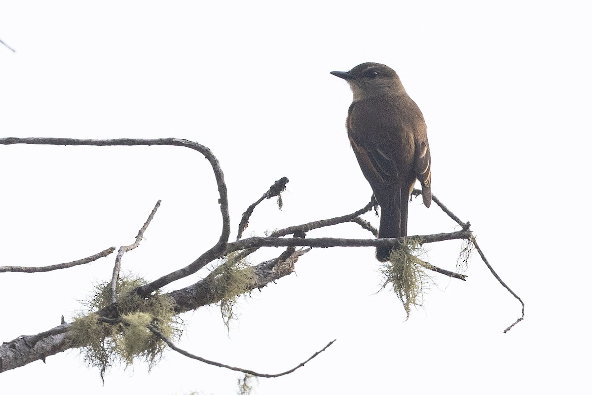 Rufous-bellied Bush-Tyrant - ML626485975