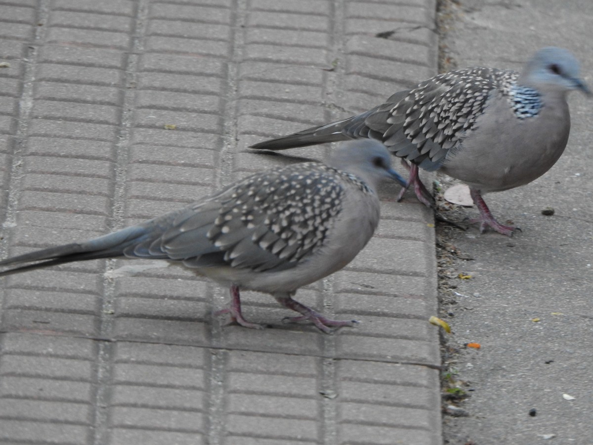 Spotted Dove - ML626486102
