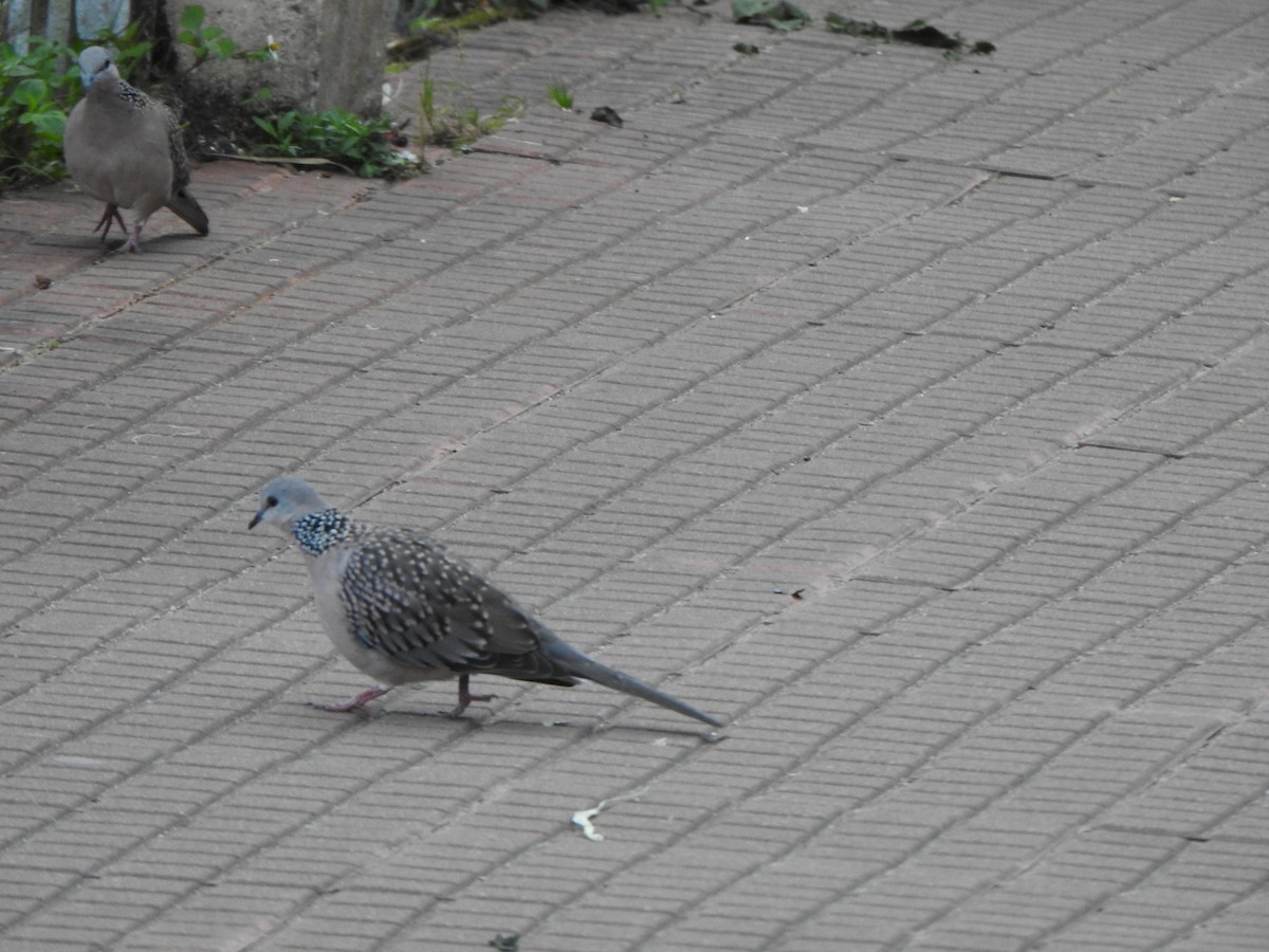 Spotted Dove - ML626486103