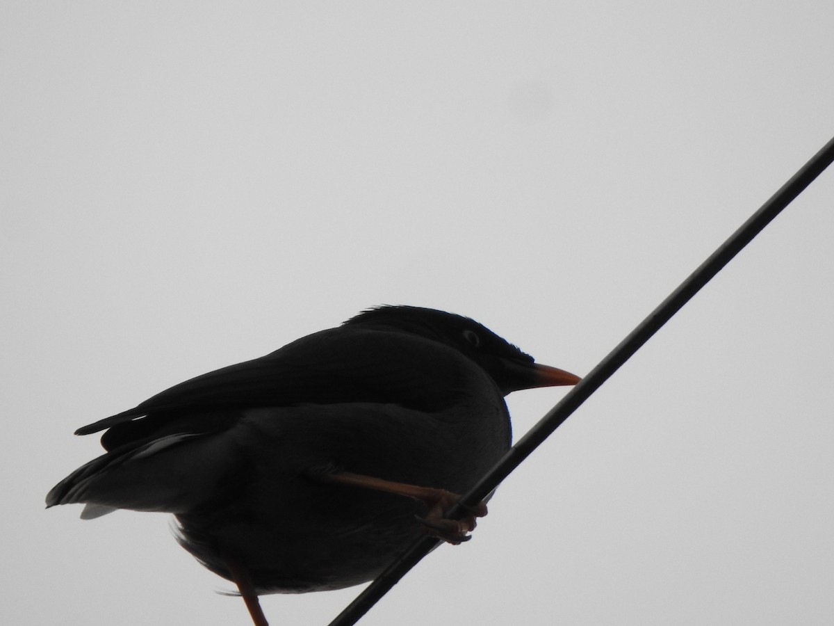 Jungle Myna - ML626486114