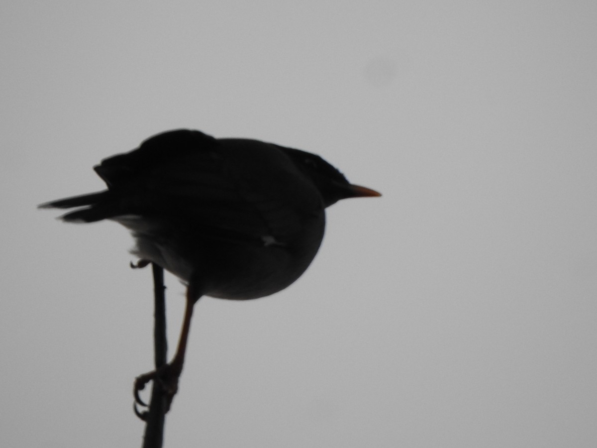 Jungle Myna - ML626486115