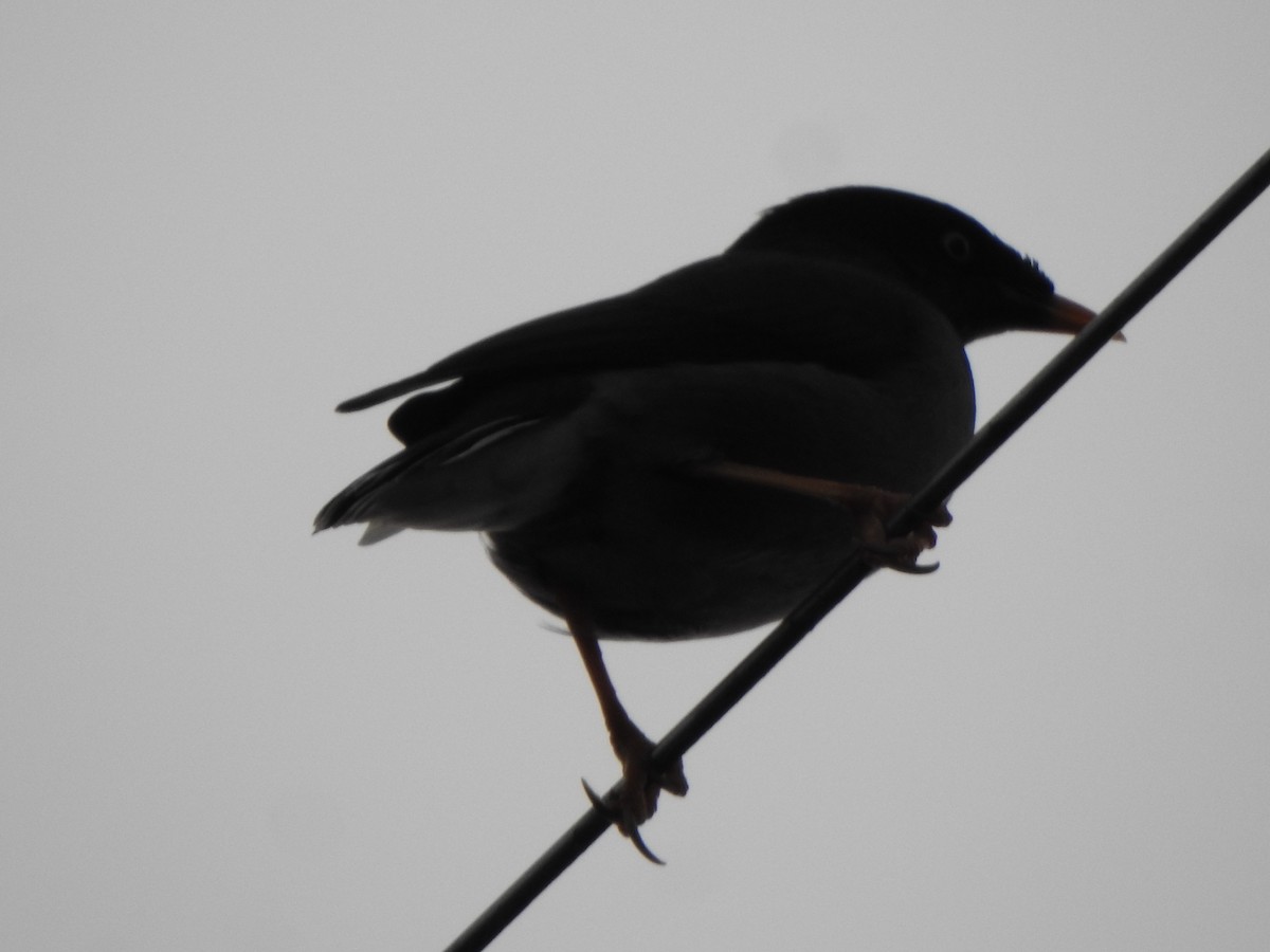 Jungle Myna - ML626486116