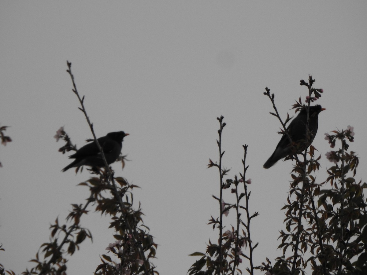 Jungle Myna - ML626486118