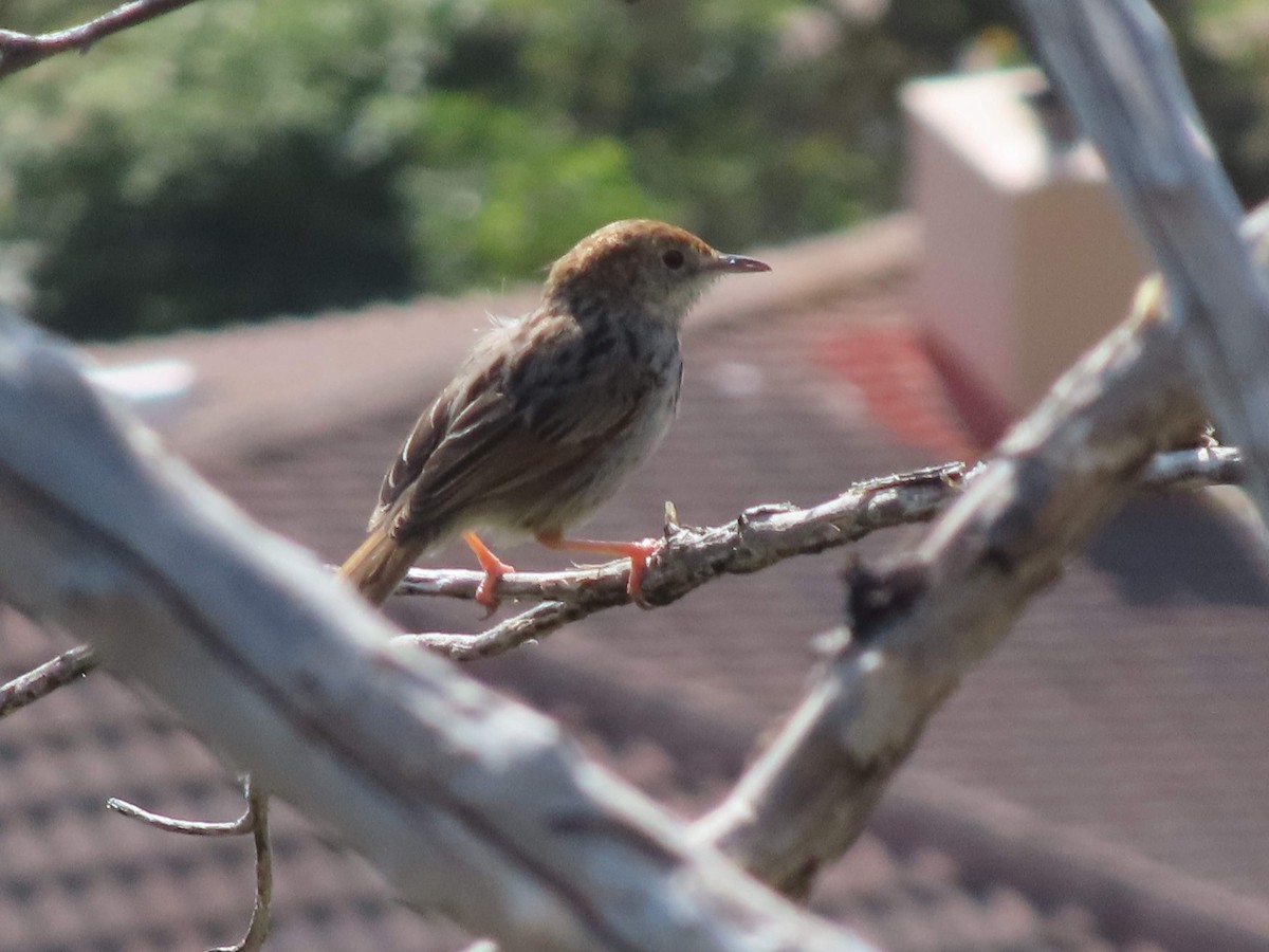 Gray-backed Cisticola - ML626486183