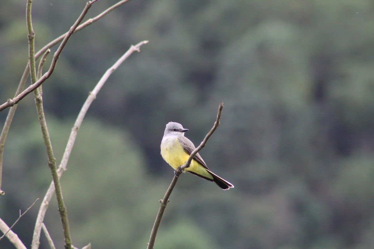 Western Kingbird - ML626486202