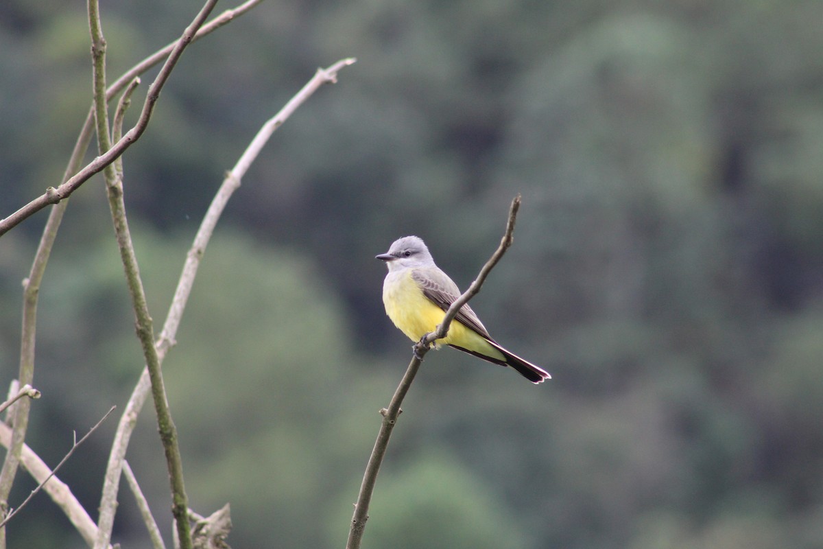 Western Kingbird - ML626486203