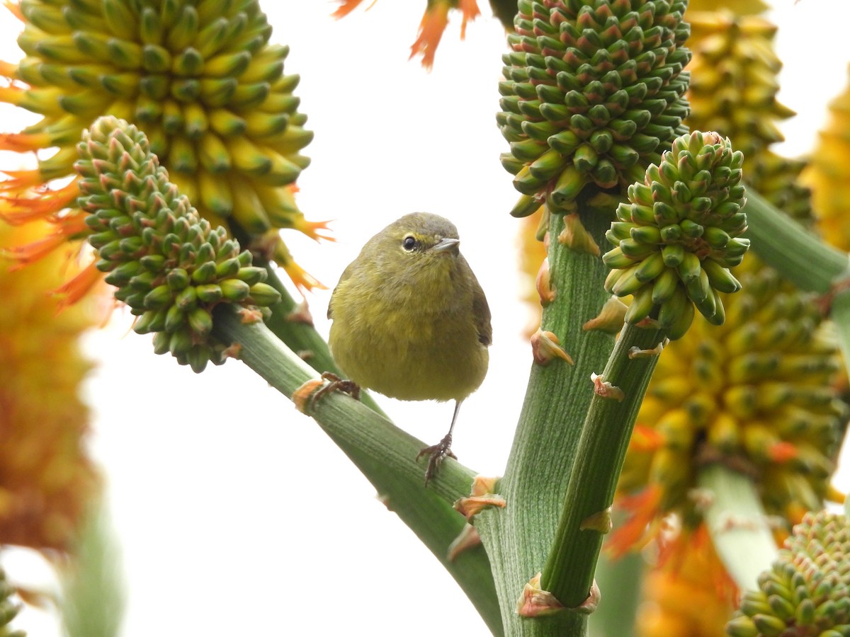 Orange-crowned Warbler - ML626486216