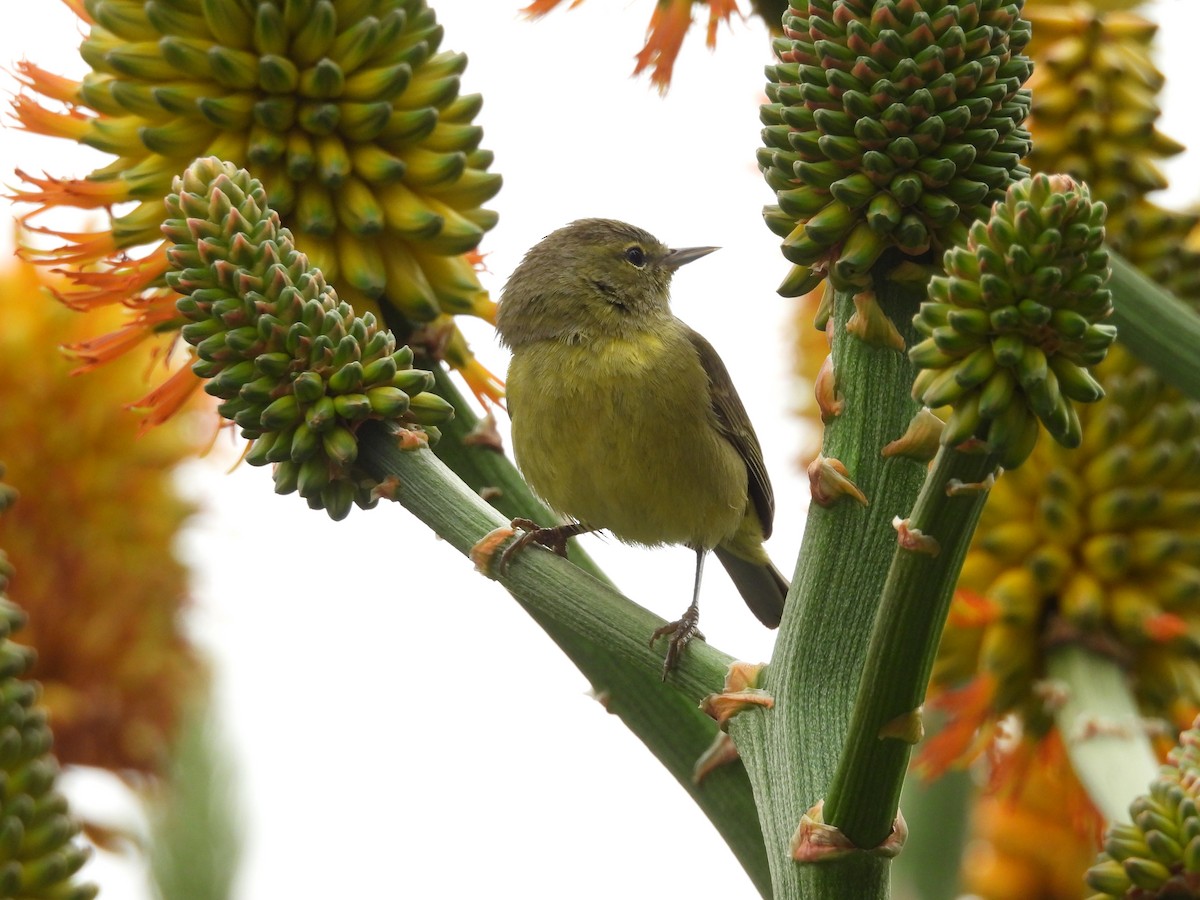 Orange-crowned Warbler - ML626486217