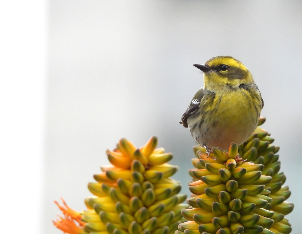 Townsend's Warbler - ML626486233