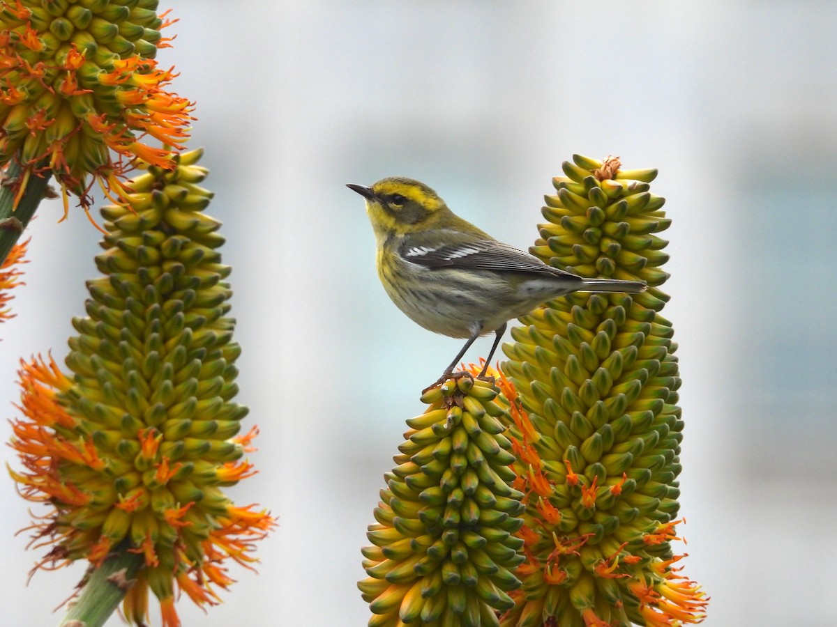 Townsend's Warbler - ML626486234